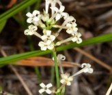 Asperula aristata subsp condensata