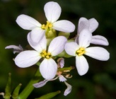 Cakile maritima subsp maritima