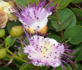 Capparis spinosa