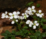 Cardamine plumieri