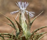 Carthamus dentatus subsp ruber