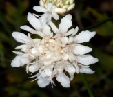 Cephalaria flava subsp setulifera
