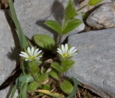 Cerastium glutinosum