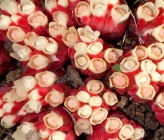 Cytinus ruber