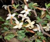 Daphne jasminea subsp jarmilae
