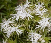 Drypis spinosa subsp spinosa