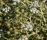 Echinophora spinosa