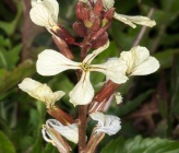 Eruca vesicaria