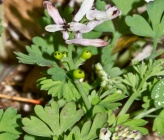 Fumaria judaica subsp judaica