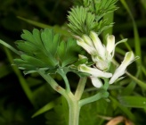 Fumaria macrocarpa subsp macrocarpa