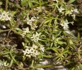 Galium brevifolium subsp insulare