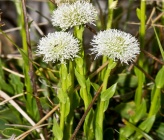 Globularia bisnagarica