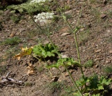 Heracleum sphondylium subsp pyrenaicum
