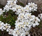 Iberis saxatilis subsp saxatilis