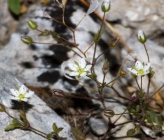 Minuartia mesogitana subsp kotschyana