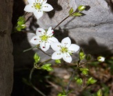 Minuartia recurva subsp condensata