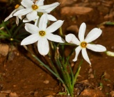 Narcissus obsoletus