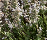 Nepeta sphaciotica