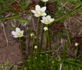 Parnassia palustris