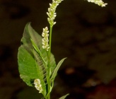 Persicaria lapathifolia subsp lapathifolia