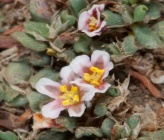 Polygonum idaeum
