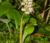 Pyrola minor