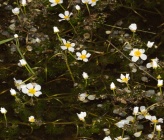 Ranunculus sphaerospermus