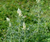 Reseda alba