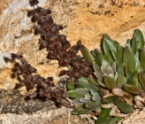 Rosularia serrata