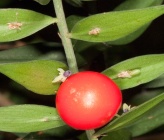 Ruscus aculeatus