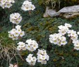 Saxifraga marginata