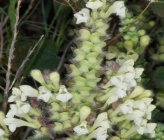 Scutellaria sieberi