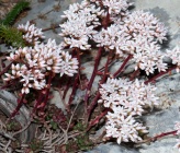 Sedum album