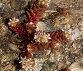 Sedum confertiflorum