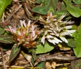 Trifolium physodes