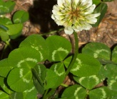 Trifolium repens