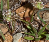 Valerianella microcarpa
