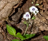 Veronica chamaedrys subsp chamaedryoides