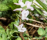 Corydalis blanda subsp oxelmannii