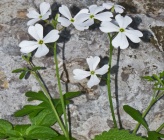 Ricotia carnosula