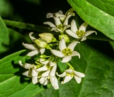 Vincetoxicum hirundinaria subsp hirundinaria
