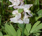 Corydalis blanda subsp blanda