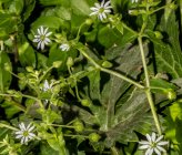 Stellaria aquatica