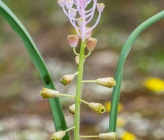 Muscari comosum