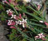 Asperula lilaciflora subsp runemarkii