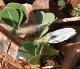 Trigonella cariensis