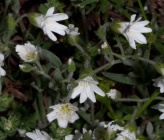 Cerastium decalvans subsp decalvans