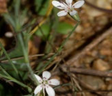 Petrorhagia illyrica subsp haynaldiana