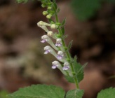 Scutellaria columnae subsp columnae
