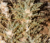 Astragalus laconicus